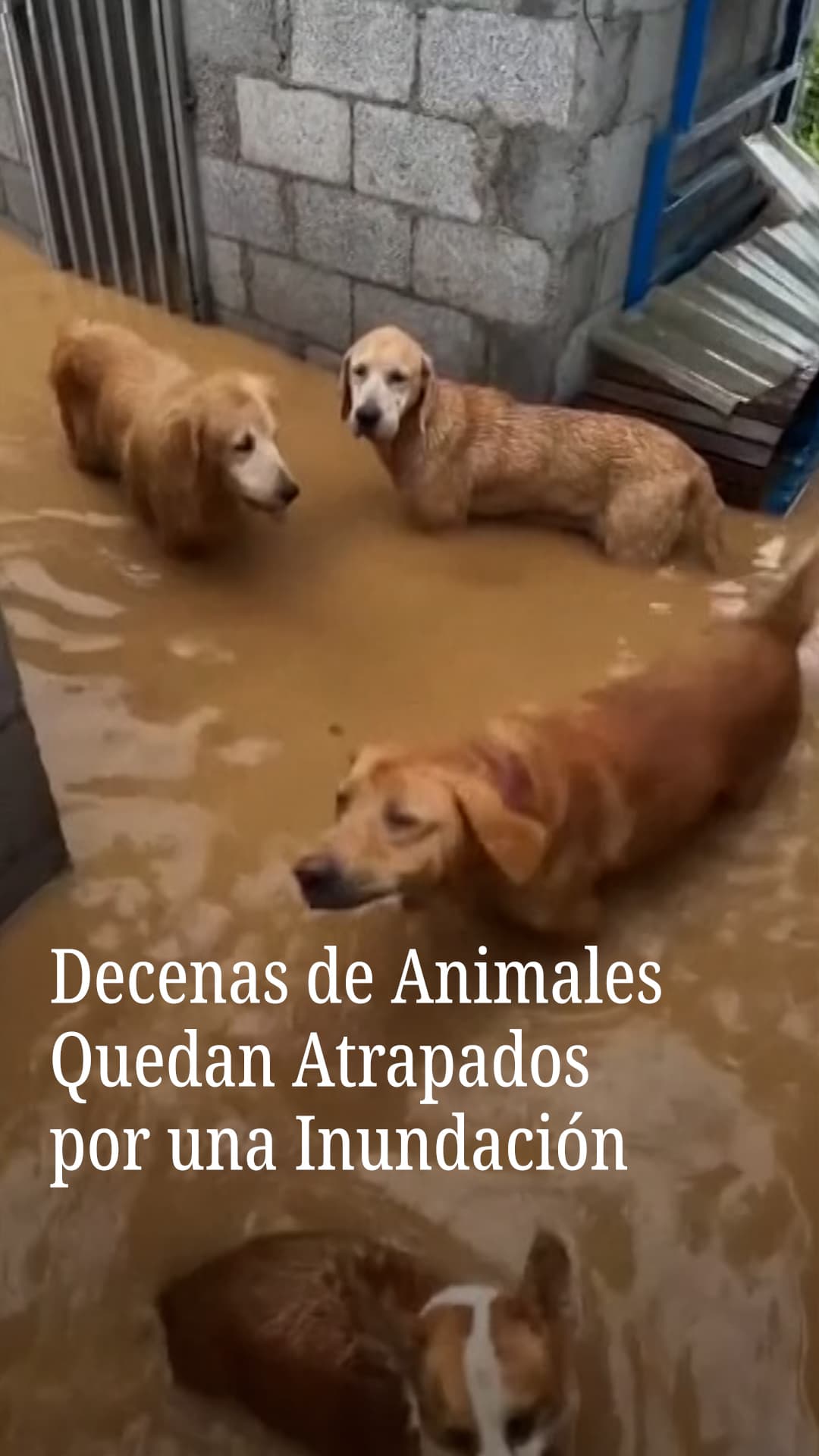 Decenas de animales quedan atrapados por una inundación
