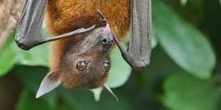 Temporada del año en que los murcielagos estan mas activos...