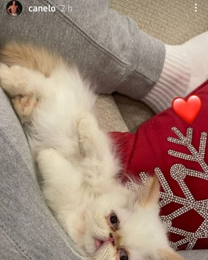Hace unos días, el pujilista presumió al nuevo integrante de su clan:
<a href="https://www.univision.com/famosos/canelo-alvarez-nuevo-gato-mil-dolares">un gato persa blanco</a> que alcanza un valor de hasta 1,000 dólares.
<br>No cabe duda de que la familia de Saúl 'Canelo' Álvarez vive rodeada de lujo y glamour.