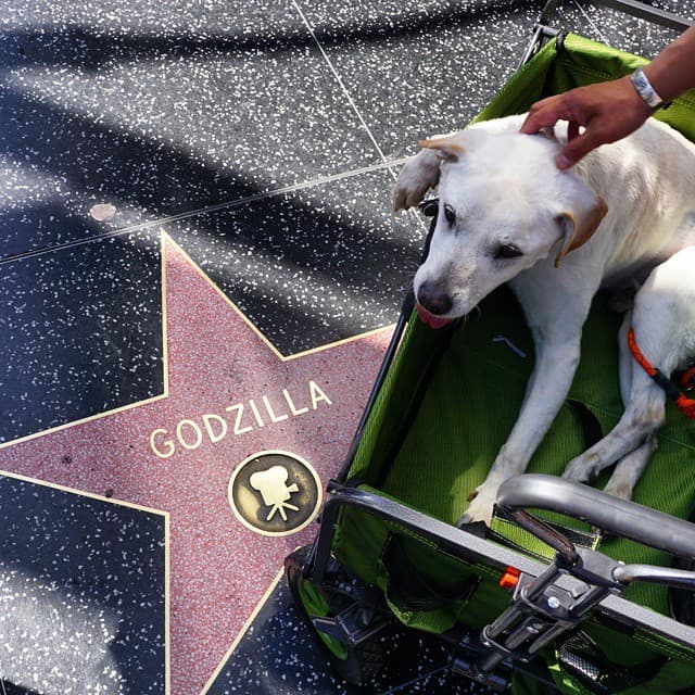 Él es fan de cierto famoso animal, por eso lo visitó en el Paseo de la Fama de Hollywood.