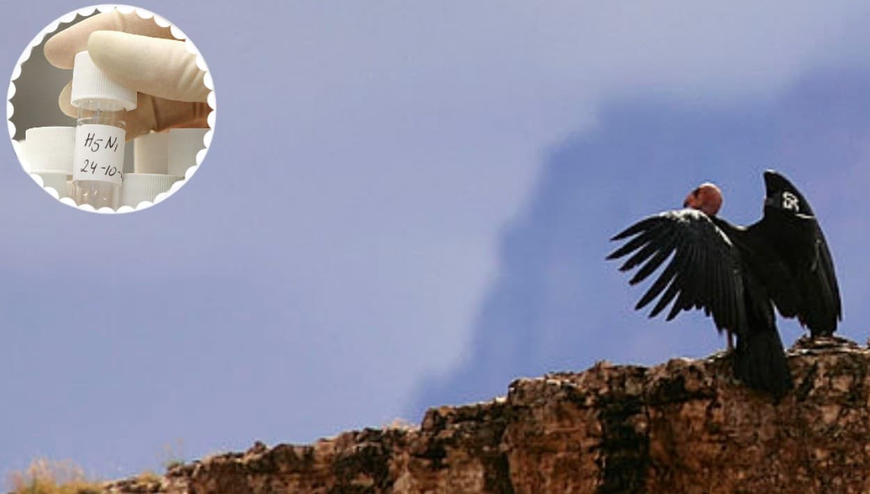 ¿Un cóndor de California con mascarilla? No es posible, pero así los protegerán de la gripe aviar