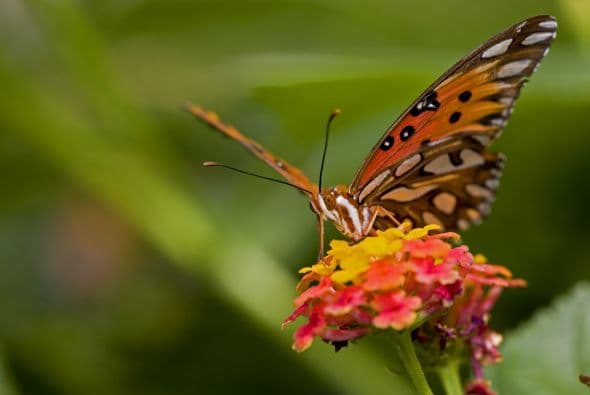 No se pierdan el Bronx Zoo, el más grande del país, con su centenar de mariposas y una recreación del hábitat natural de los gorilas.
