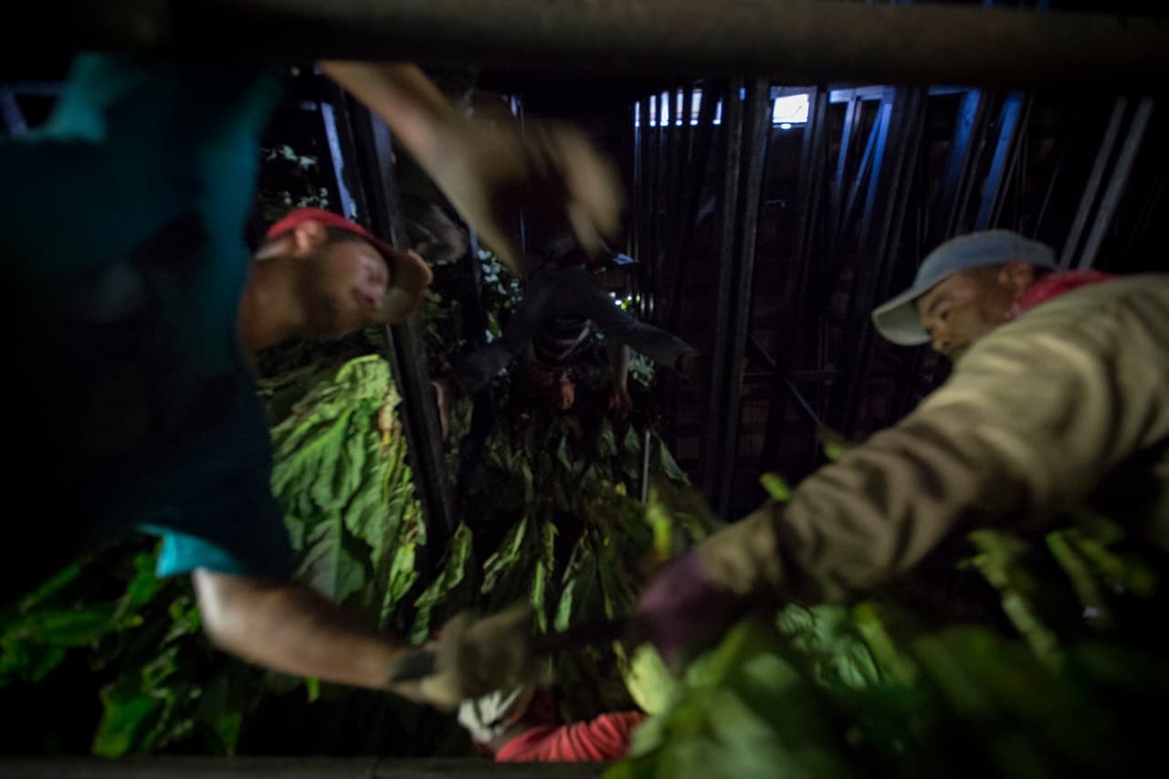 El granero está impregnado con el olor de la nicotina, que en ocasiones los marea y les causa vómitos. (Nacho Corbella/Univision Noticias)