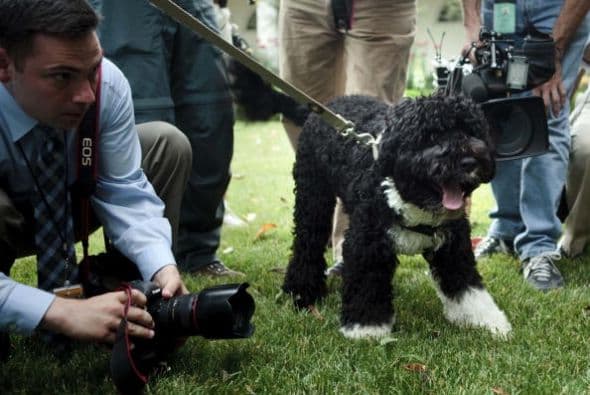 Para sociables, ¿qué mejor ejemplo que Bo?