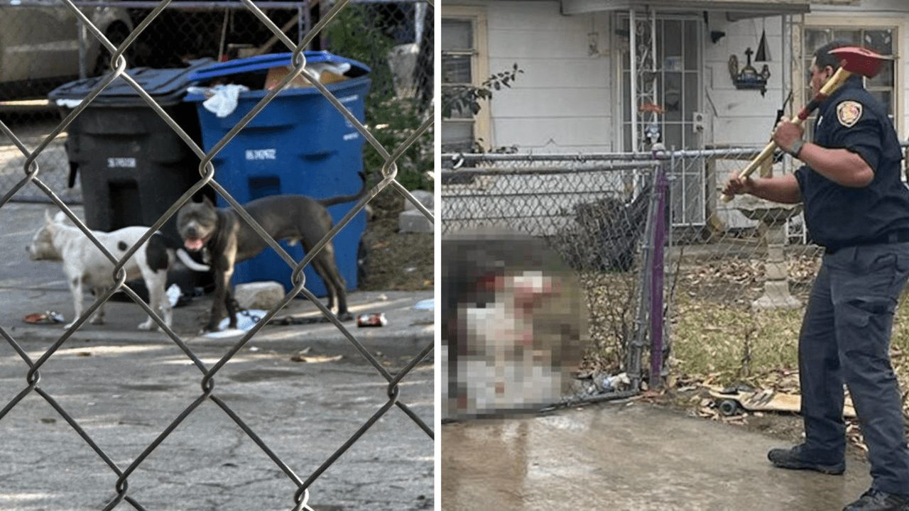 Los Servicios del Cuidado de Animales lamentan la muerte de Ramon Nájera tras el ataque de los perros