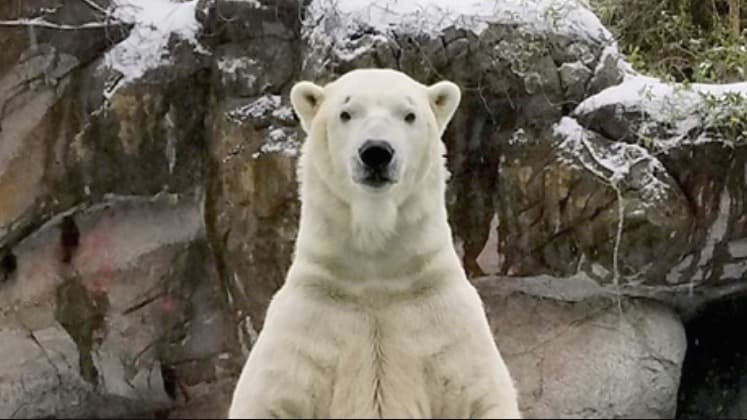 Nikita, un oso polar de 15 años de edad llega a parque zoológico de Salt Lake City