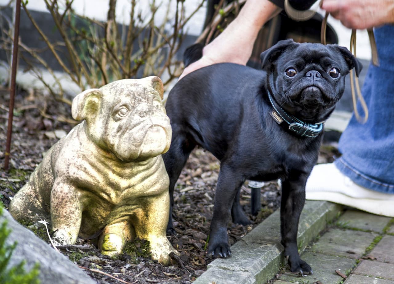 Una familia no pudo pagar sus deudas: la ciudad les quitó a su perro y lo vendió por eBay