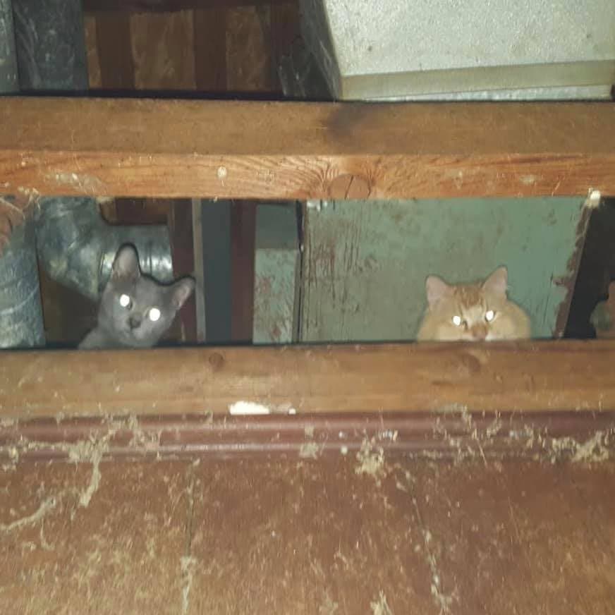 Los gatos se habían hecho cargo de la casa que apestaba sergún la Sociedad Humana Del Norte de Texas.
<br>