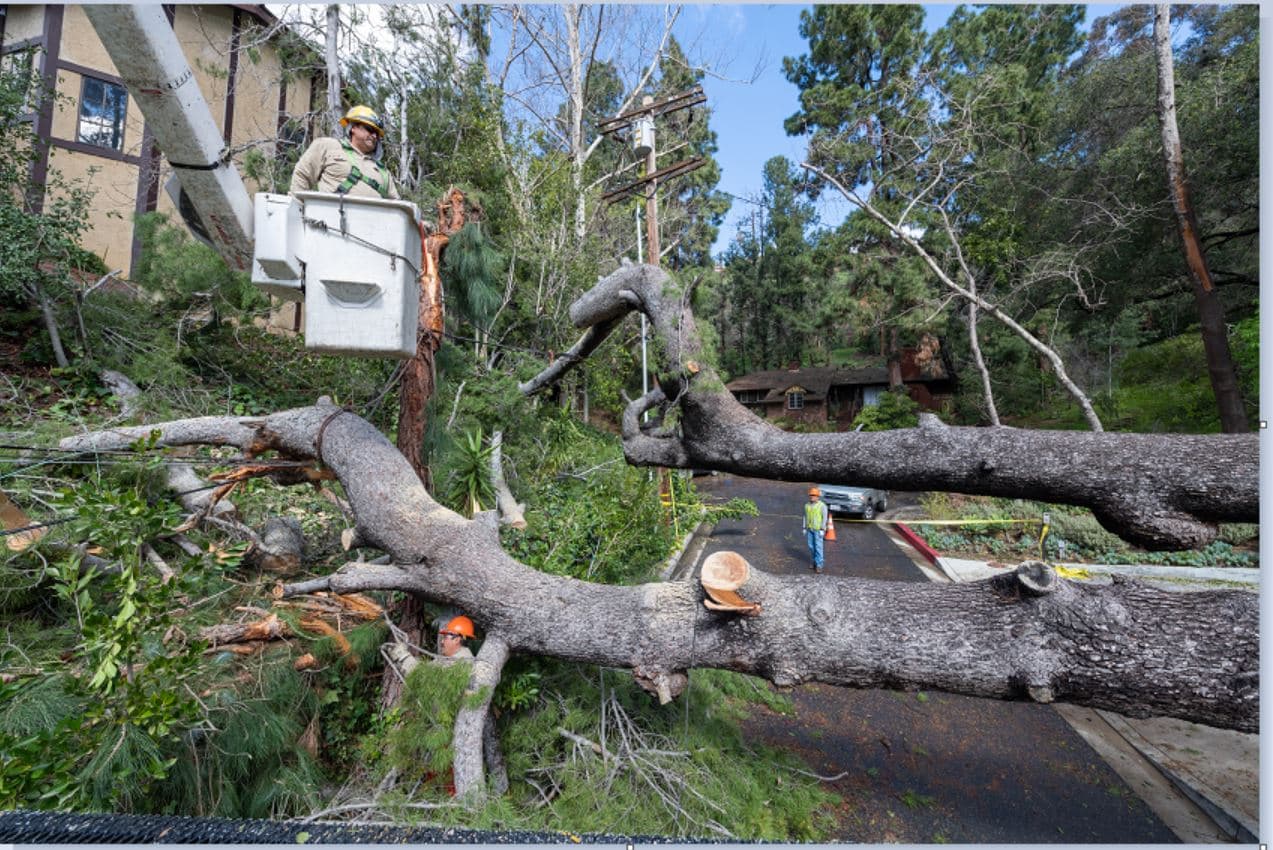LADWP informó que la tormenta ha dejado muchos árboles caídos que deben retirarse antes de que se puedan realizar las reparaciones.