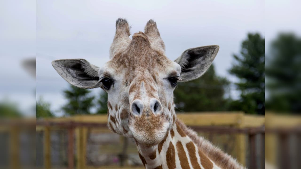 April, la jirafa más famosa del mundo, es sacrificada