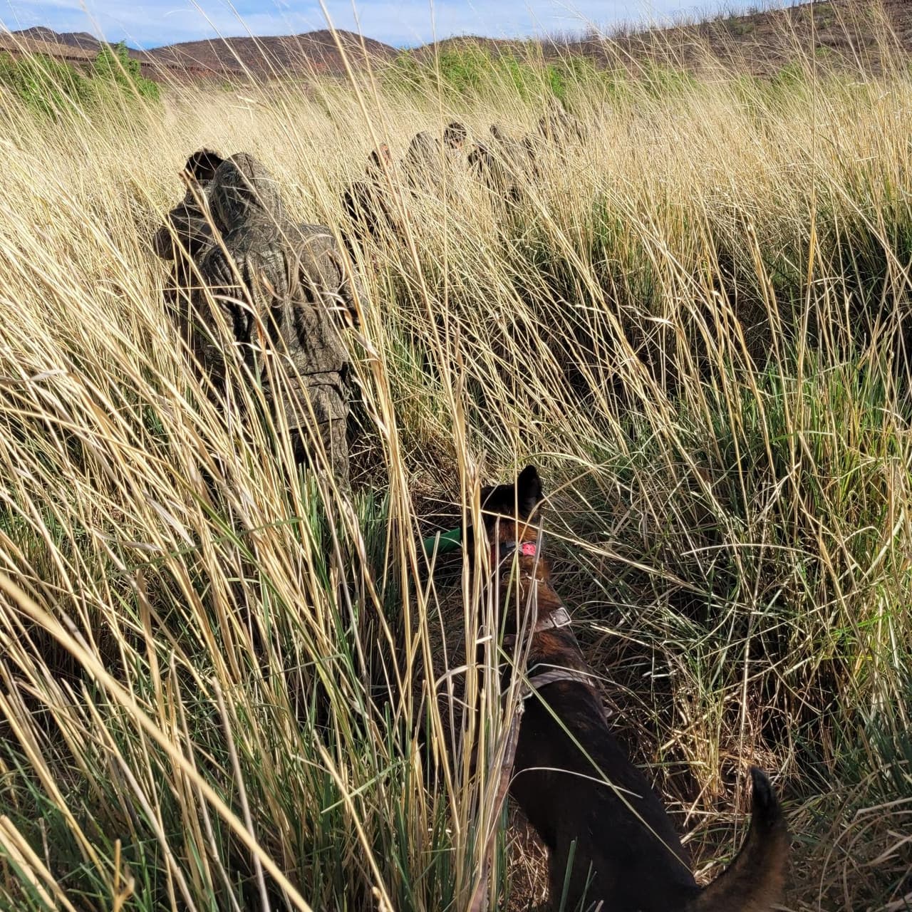 Entre Naco y Douglas, Arizona un equipo de perrros entrenados respondió a un grupo de presuntos migrantes detectados por un agente. Trece migrantes vestidos con camuflaje y zapatos de alfombra, que buscaban no ser detectados por las autoridades, fueron detenidos en medio de la densa maleza.