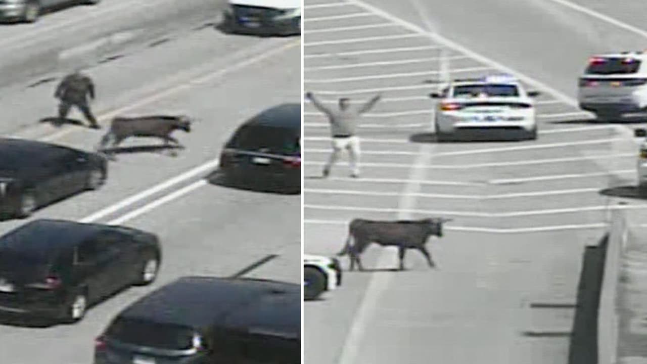 Vacas en fuga: reses escapan y provocan caos vial en la I-45 de Houston, donde había una 'fugitiva'