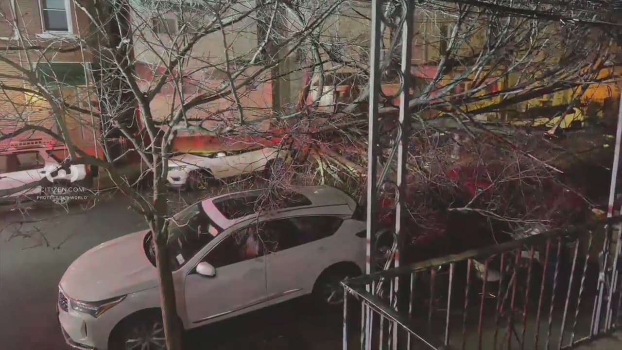 Enorme árbol cae sobre varios vehículos en El Bronx