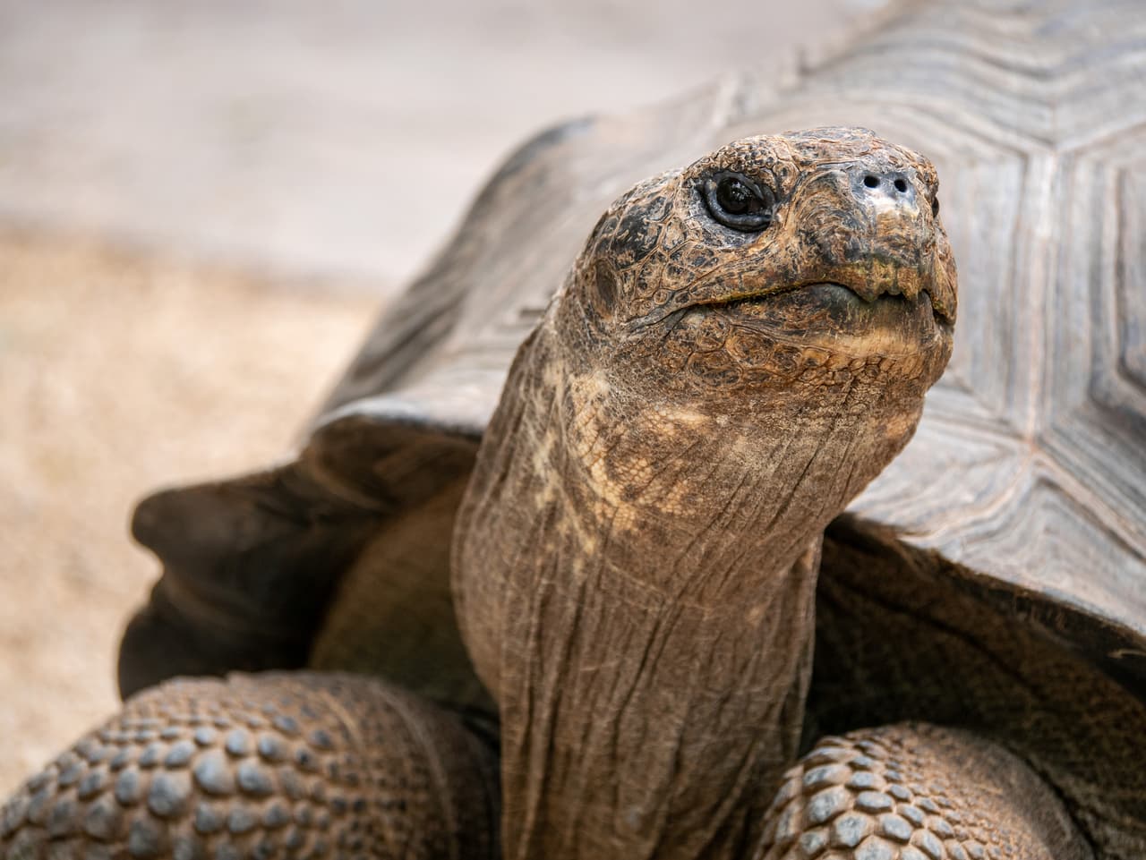 Una tortuga de 200 libras y 60 años escapa de casa, viaja por dos condados y luego es devuelta a su familia en Alabama 