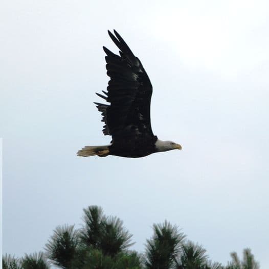 El hermoso lago es uno de los hogares de verano más grandes del águila calva, y una plataforma de observación facilita la observación del ave nacional de los Estados Unidos.