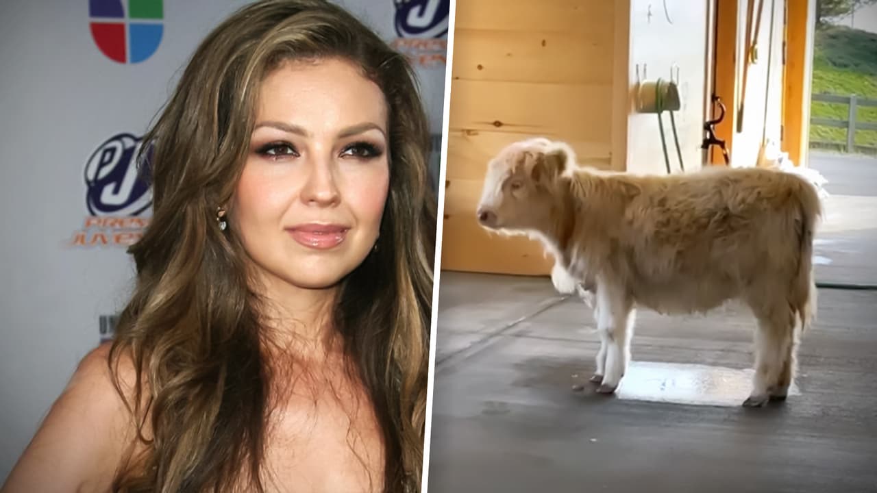 Thalía está de luto: capta a su vaca esperando que regrese su fallecido “compañerito de vida”