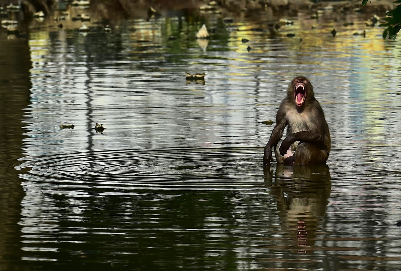 Un mono arrebata y mata a un bebé recién nacido que era amamantado por su madre 
