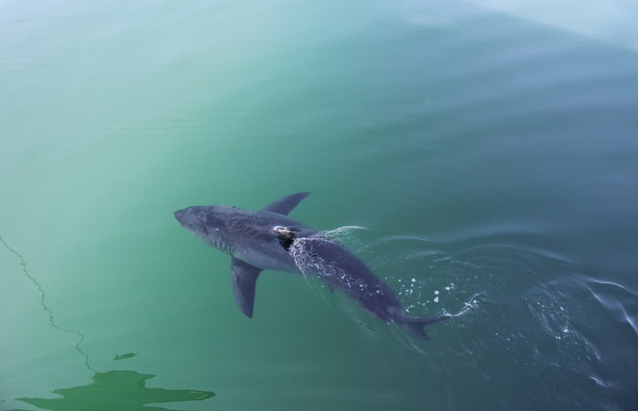 Y algunas bastante obvias, como no lanzarse al agua si ve que hay tiburones, no tratar de tocar a un tiburón si ve uno y, sobre todo, si llega a ser atacado por un tiburón, haga todo lo que esté a su alcance para escapar de la situación.
