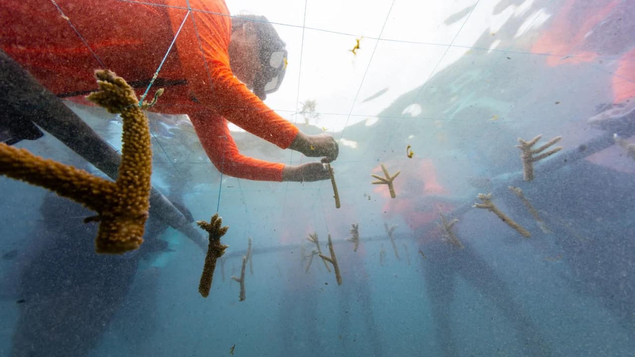 Los corales impresos presentan tonos de rosa, naranja, verde neón, azul y blanco brillante, diseñados para atraer peces y otros organismos marinos.