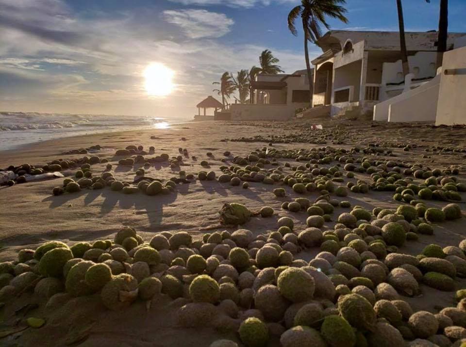 Imagen de cientos algas en forma de esferas que aparecieron en la playa de Huatabampo, en el norte de México.