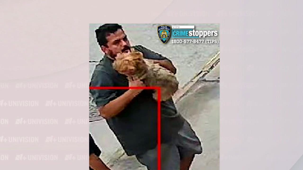 En fotos los ladrones de Chanel, la mascota de una familia hispana en College Point