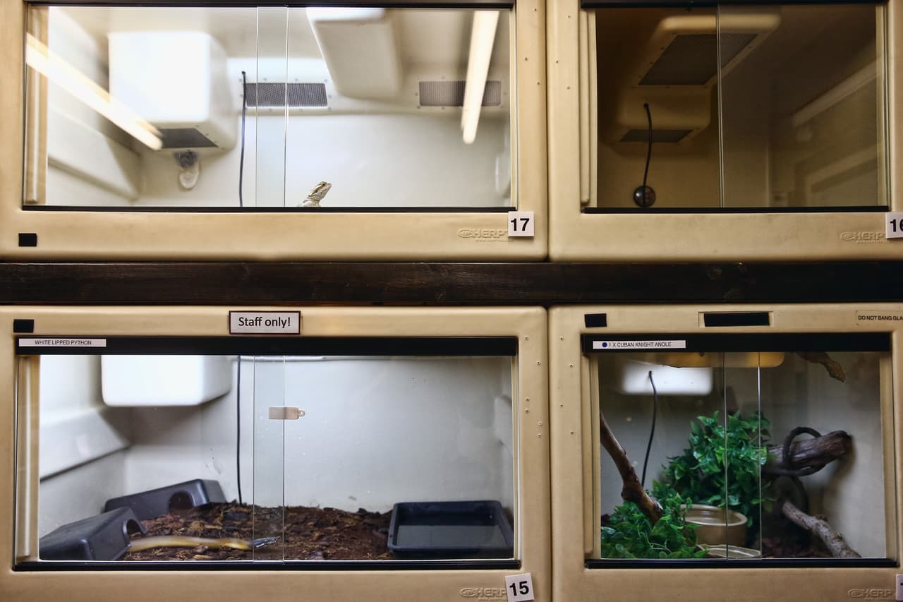 Estos pequeños reptiles tuvieron mucha suerte, por eso hay que estar muy al pendiente del trato a los animales.