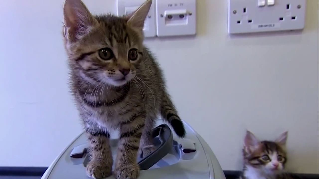 Estudio encuentra químicos y metales pesados en alimento para gatos: ¿Cuáles podrían ser los más tóxicos?
