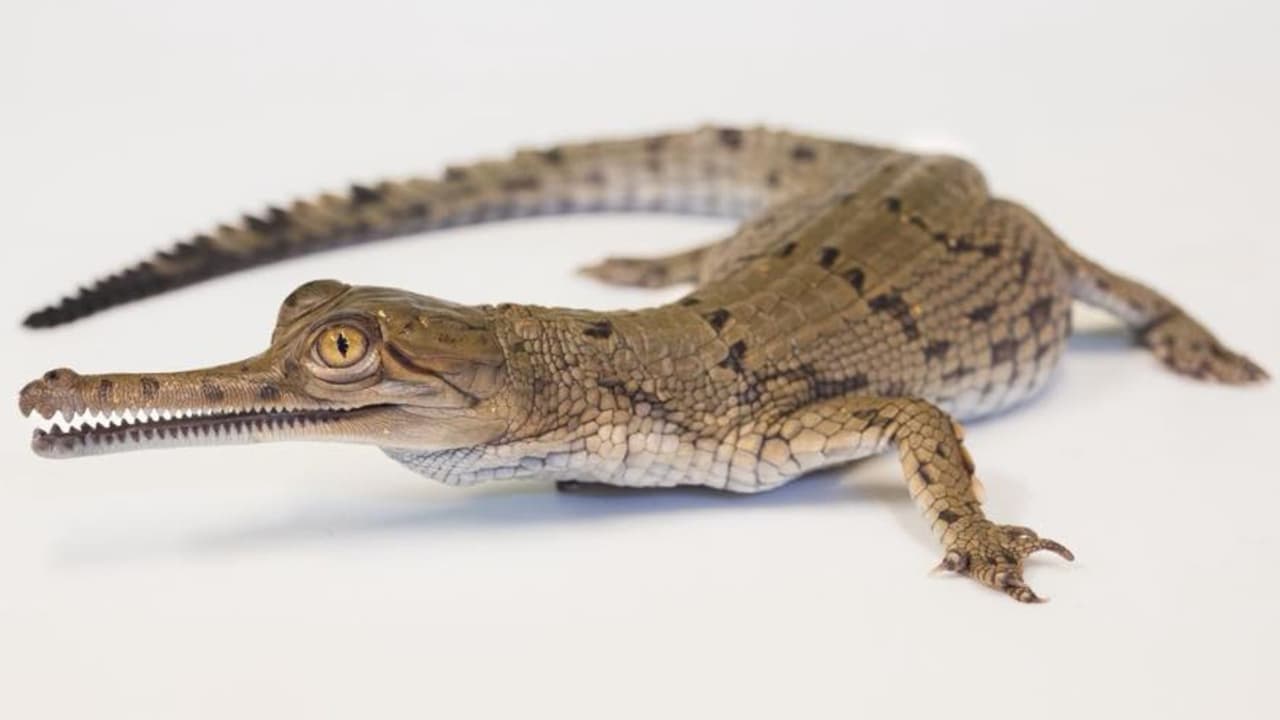 <h3 class="cms-H3-H3">Victoria frente a su desaparición</h3>
<br>
<br>El gharial (Gavialis gangeticus) es tan peculiar que parece inventado. 
<b>Tiene más de 100 dientes afilados alineados en una trompa larguísima</b>, perfecta para atrapar peces. Y sí, su nariz alargada les da una pinta graciosa, pero su situación no tiene nada de divertida: 
<b>están en peligro crítico de extinción.</b> Su hábitat original, los ríos del sur de Asia, 
<b>ha sido invadido por la contaminación, la sobrepesca y las represas que les cortan el camino. </b>Quedan tan pocos, que 
<b>cada nacimiento es una victoria contra la desaparición</b>. Por eso, lo que está pasando en Fort Worth es una proeza científica y conservacionista. Aquí no solo nacen, sino que 
<b>se crían, se estudian y se cuidan con técnicas que luego se comparten con expertos de todo el país.</b>