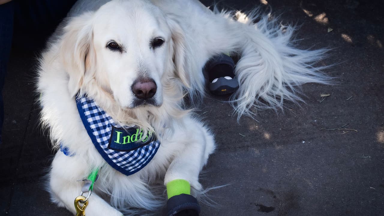 "Índigo" es un perro que pertenece al equipo 'Care Team' para ayudar a sobrevivientes y todo aquel que se acerque a este altar.