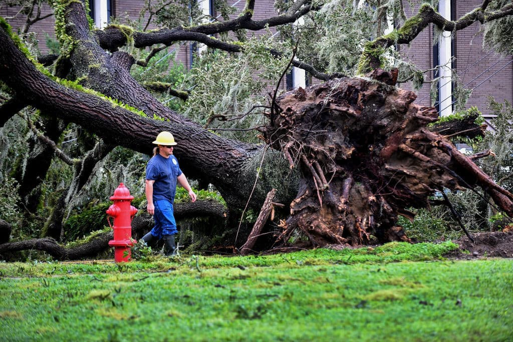 Los árboles arrancados de raíz no solo causaron daños en viviendas sino también en el sistema eléctrico, como en esta imagen en Bartow, Florida.