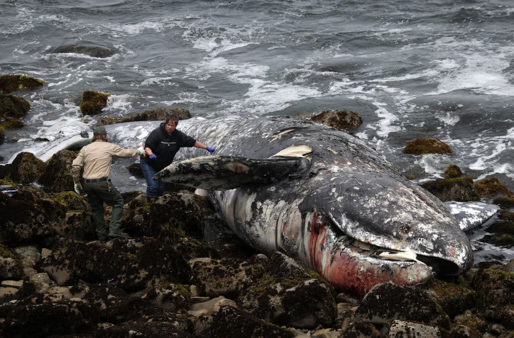 La Policía de Pacífica informó sobre el hallazgo el martes alrededor de las 9:30 am y contactó de inmediato a los científicos del Centro de Mamíferos Marinos. El organismo, con sede en Sausalito, ha sido el encargado de realizar las autopsias animales de las últimas nueve ballenas muertas que han sido encontradas en las playas de la región.