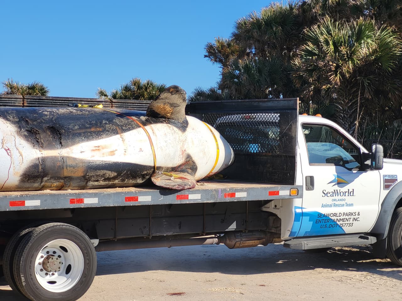 La ballena asesina de más de 7,000 libras de peso y 21 pies de largo fue localizada la mañana del 11 de enero al sur de Jungle Hut Park en Palm Coast, de acuerdo con informes iniciales del Alguacil del condado Flagler. La Administración Nacional Oceánica y Atmosférica señaló a través de un comunicado que la ballena era una hembra de edad adulta y que no tenía algún indicio de interacción con humanos o golpes, además se detectaron algunos "signos de enfermedades". Los detalles de la causa de la muerte de la ballena asesina que apareció en la costa de Florida serán dados a conocer una vez que se concluya la necropsia y los estudios de laboratorios correspondientes.