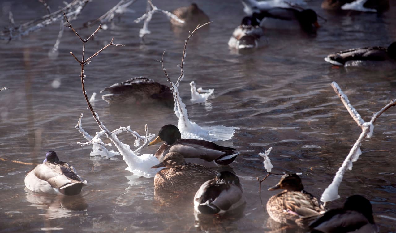 Un grupo de patos nadando en el agua helada, en Minnehaha Creek, Minnesota. En el sureste de esa ciudad, las fuertes nevadas hicieron que pararan los quitanieves y se suspendiera temporalmente el despeje de carreteras.
