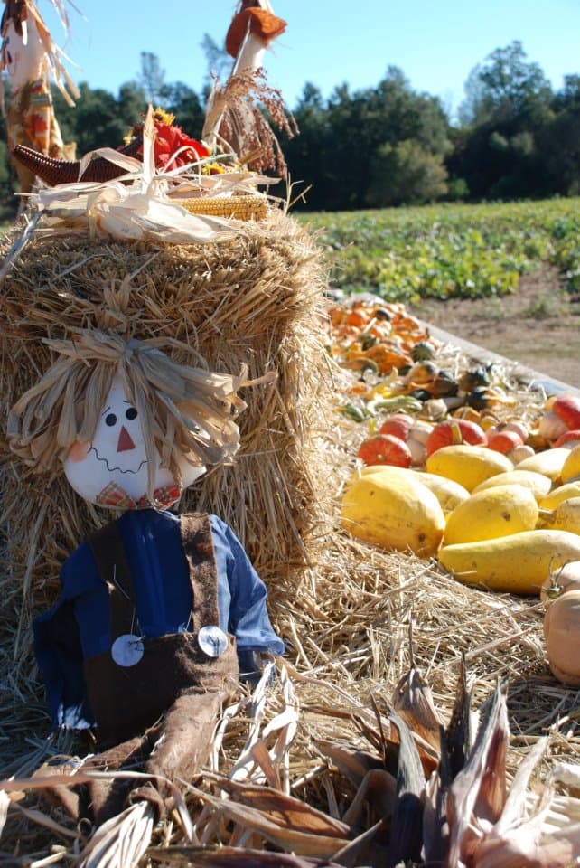 <a href=" http://www.nashranch.com/"><b>Nash Ranch</b></a>
<br>Aquí tienen más de 50 variedades de calabaza y una completa agenda de actividades para involucrar a toda la familia: travesías en lodo, artesanías, una casa de espantos y mucha comida.