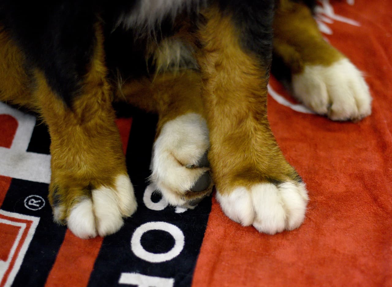 Encuentran un perrito deshidratado, con las patas y el hocico cubiertos con cinta adhesiva en Phoenix