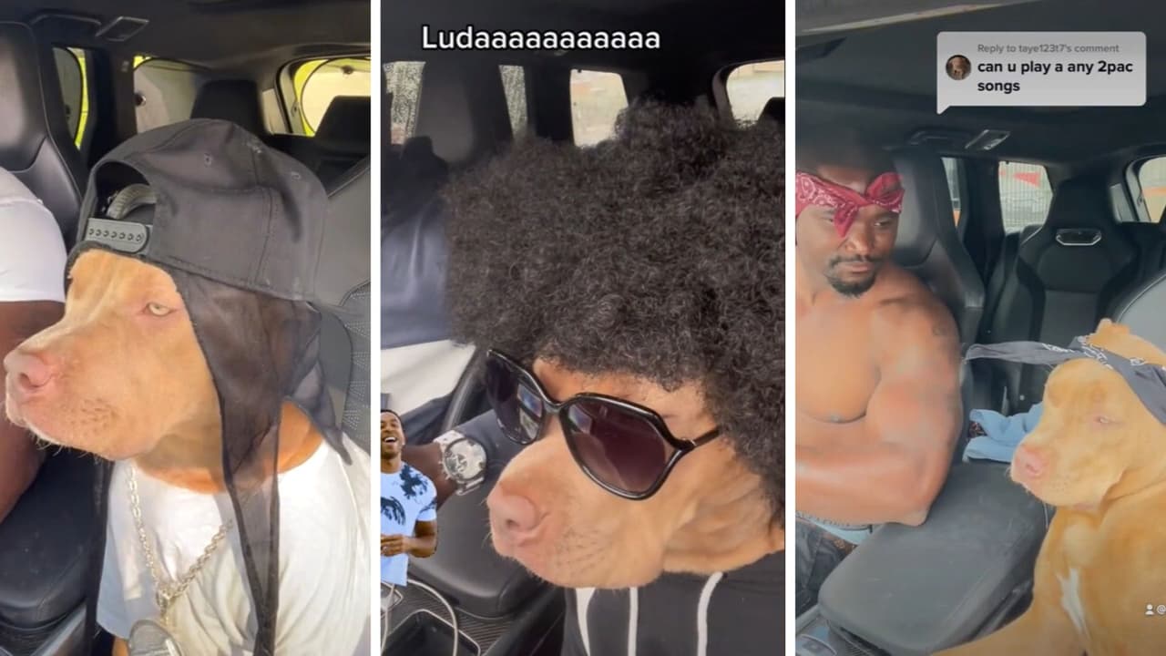 Perrito rapero de TikTok