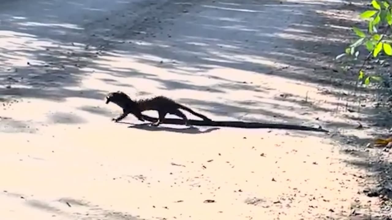 Captan en video a un visón arrastrando una larga serpiente en los humedales de Florida