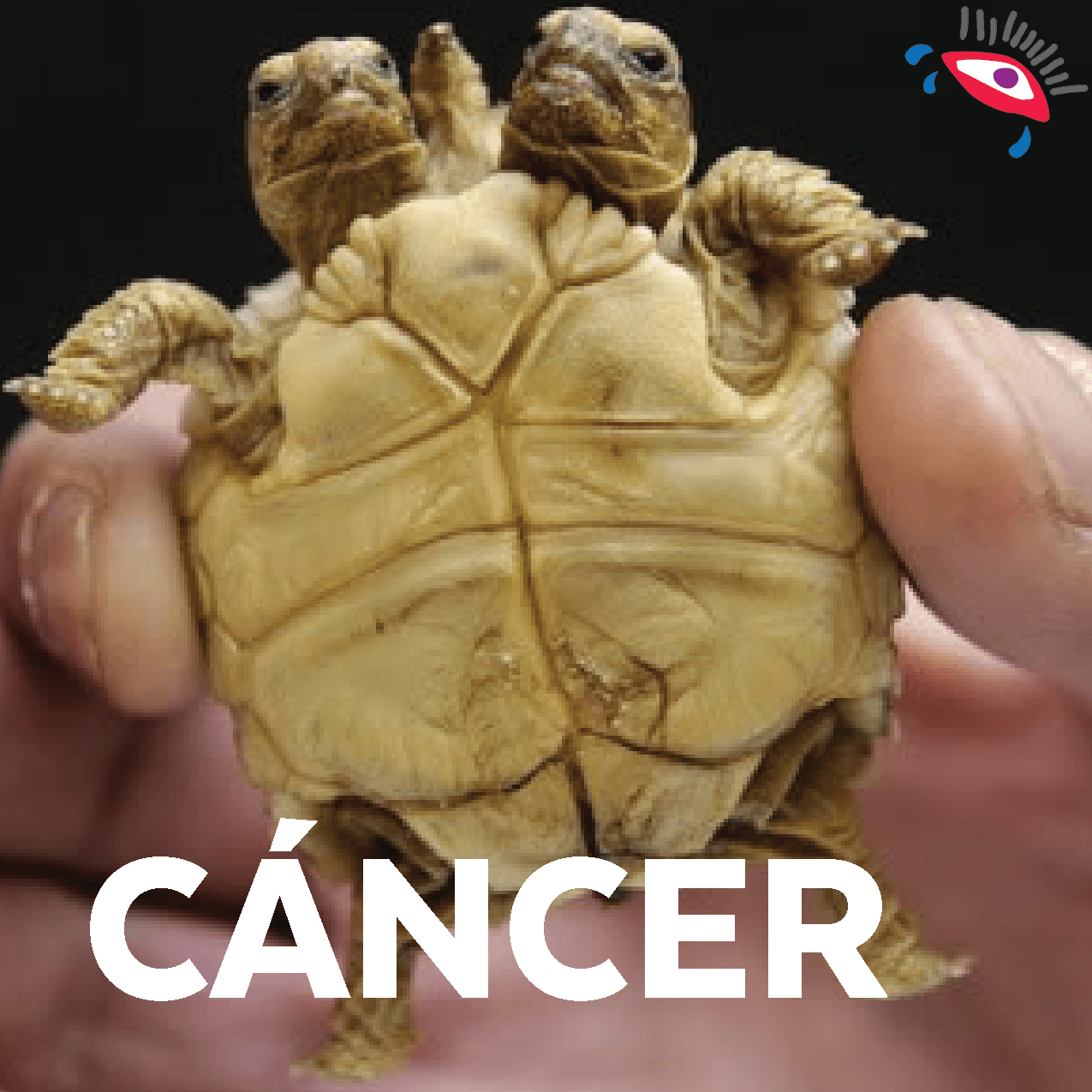 Cáncer, tan bipolar eres que vas a reencarnar en una sofisticada tortuga de dos cabezas, suerte con eso.
