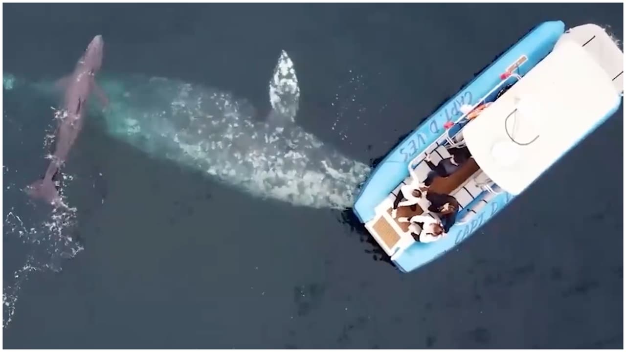El año pasado, en febrero, muy cerca de allí, frente a la costa de Dana Strands Beach en Dana Point, una ballena gris parió cerca de un bote.