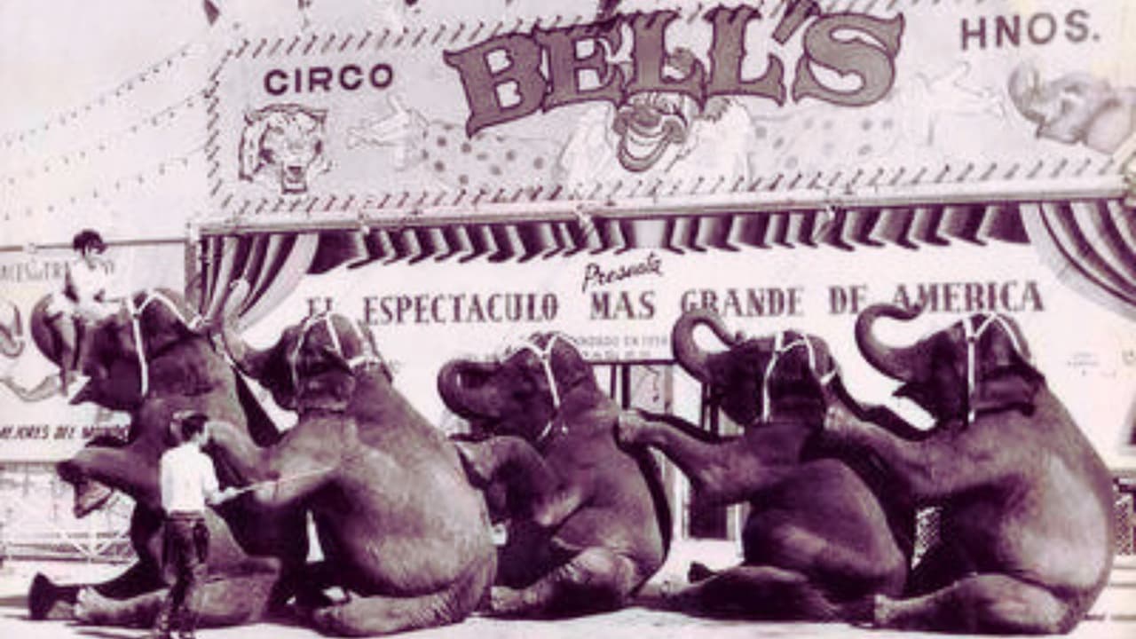 Parte de la familia de Agustín Bells posa frente a un circo con su nombre en México, en compañía de varios elefantes.