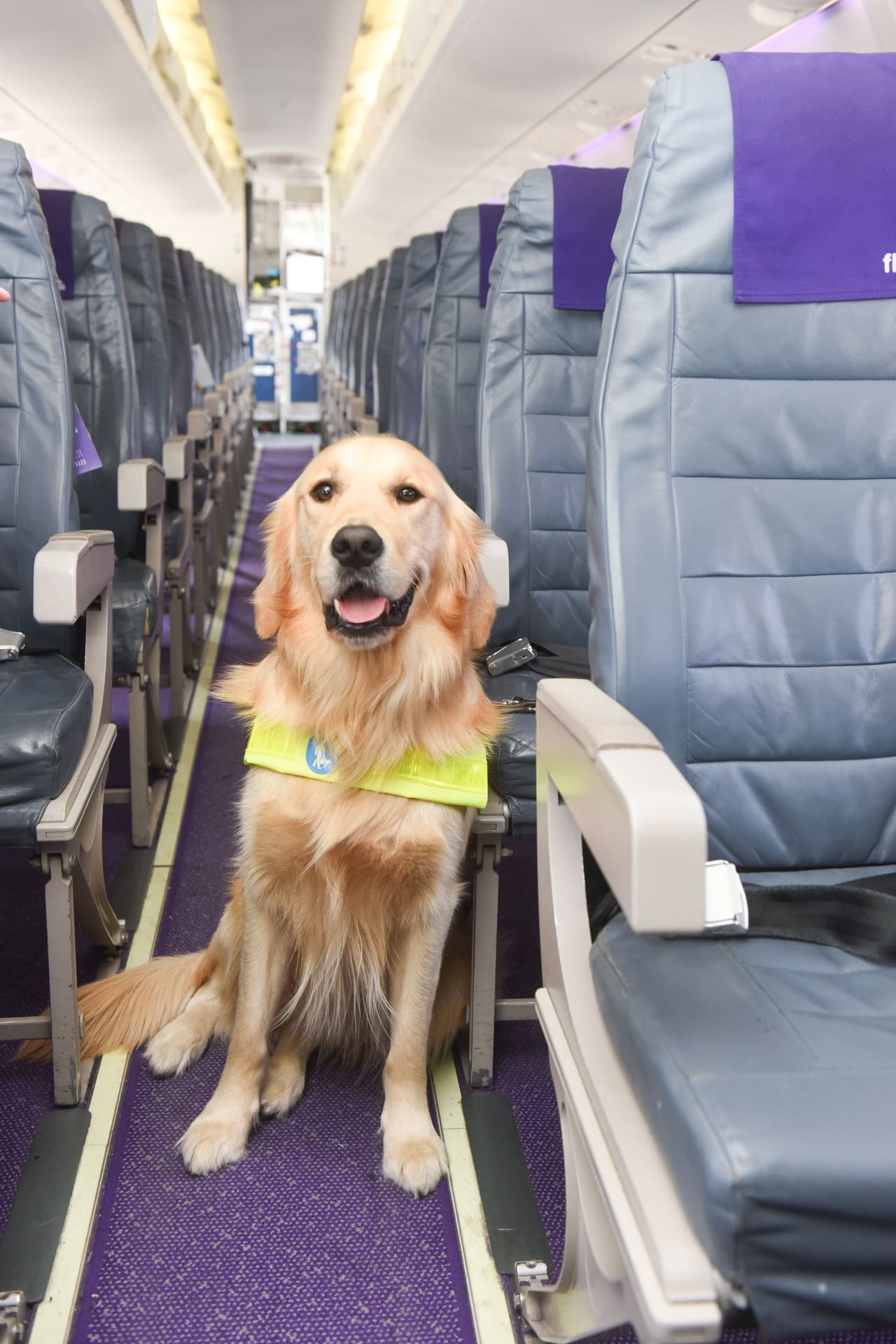 Han sido de los primeros canes en abordar un avión y viajar justo al lado de personas.
