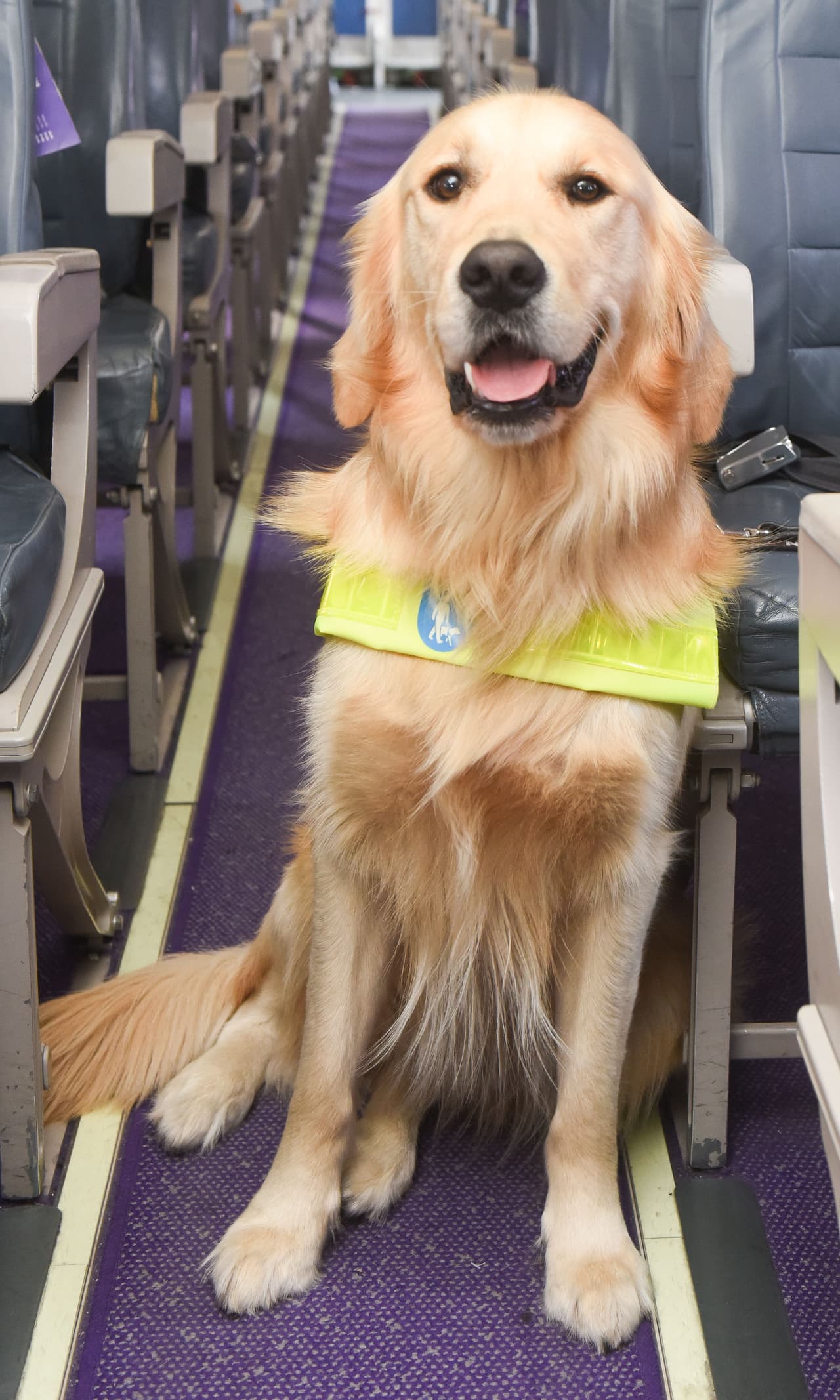 Sin embargo, eso no les ha impedido volar con el resto de los pasajeros.