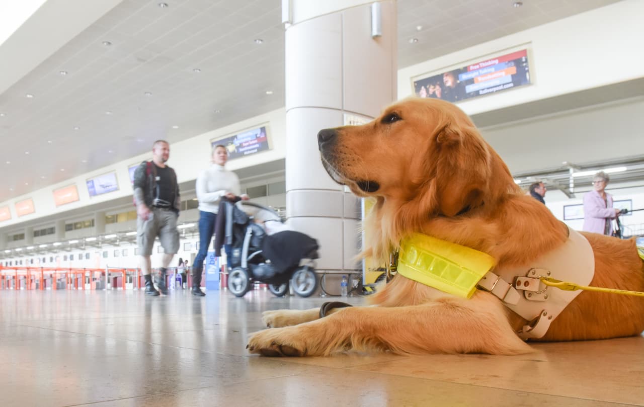 Ellos llevan a ciertos pasajeros hasta el asiento de su avión.