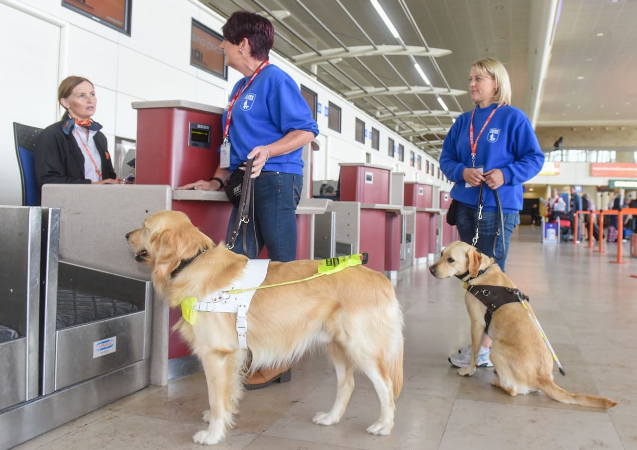 Estos peludos amigos se encuentran en el Aeropuerto John Lennon.
