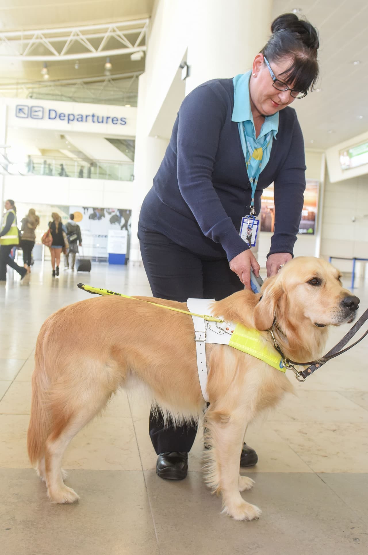 Estos adorables canes ofrecen su ayuda.