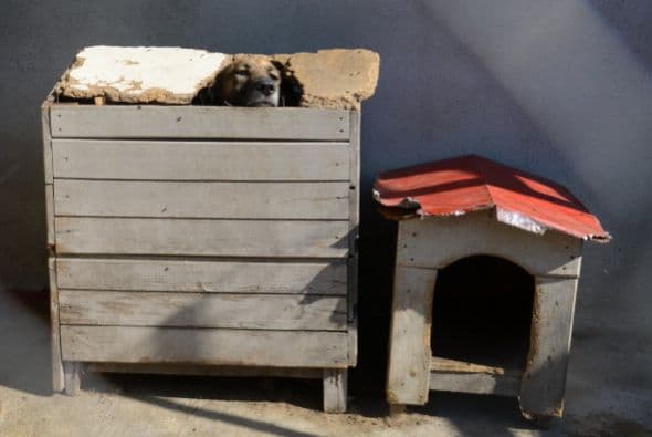 En la mayoría de los casos, los perros adultos han sido educados para vivir en el seno de un hogar y están adaptados para comprender las instrucciones básicas, esto te ahorrará parte de tu tiempo.