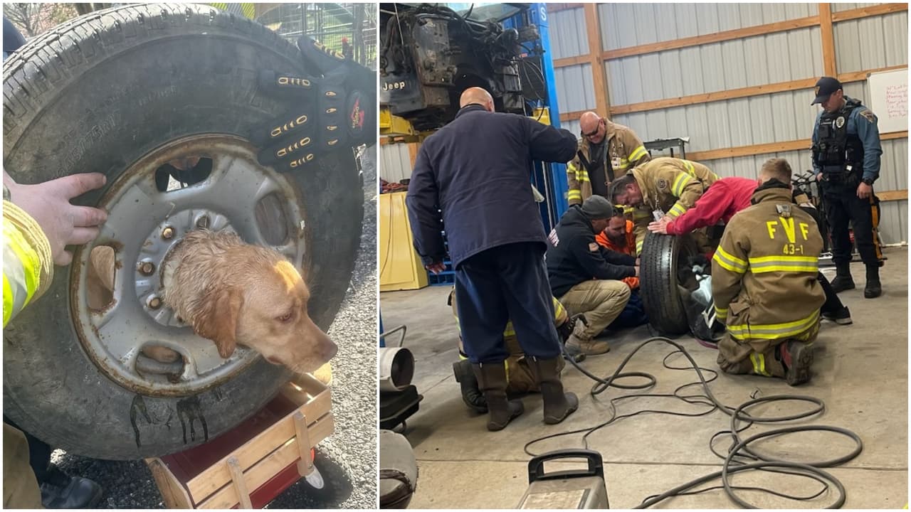 Rescatan a un perro en Nueva Jersey; su cabeza quedó atascada en una llanta
