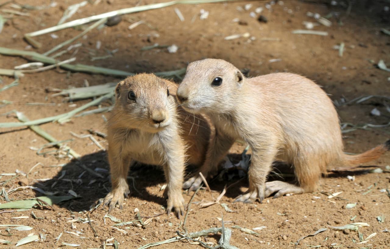 Los perritos de la pradera nacieron hace poco más de un mes y recientemente salieron de sus madrigueras. Las crías nacen sin pelo, con los ojos cerrados y normalmente permanecen bajo tierra por seis semanas antes de salir a la superficie, según informaron funcionarios del zoológico.