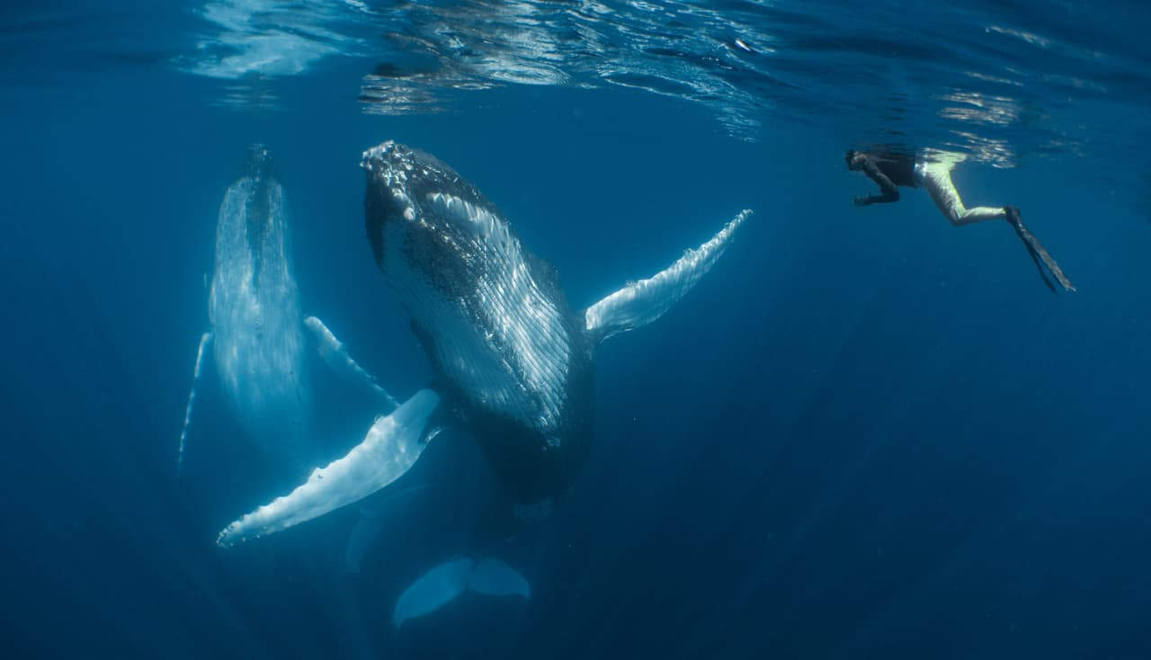 Danzando con los gigantes - Ganador, categoría compacta. Durante una excursión de una semana en aguas de Tonga observando y nadando con ballenas jorobadas, el fotógrafo captaesta imagen de un momento en que sintió que realmente estos gigantes marinos estaban bailando con él y su esposa.