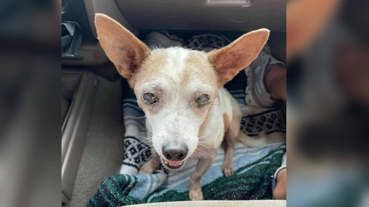 Mujer abandona perro con ceguera sobre una autopista del condado de Cochise